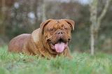 DOGUE DE BORDEAUX 183